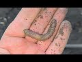 Beginning of video