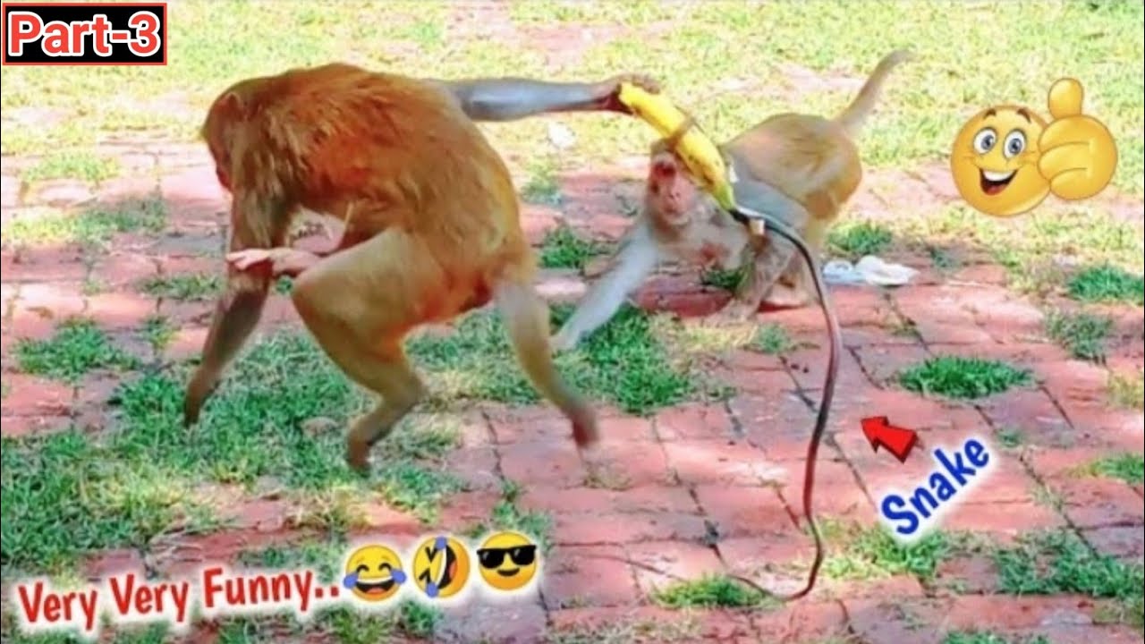 snake vs monkey's | Fake snake prank on monkey's very funny | you can't stop laughing | Part:-3