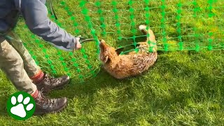Terrified Fox Stuck In Net