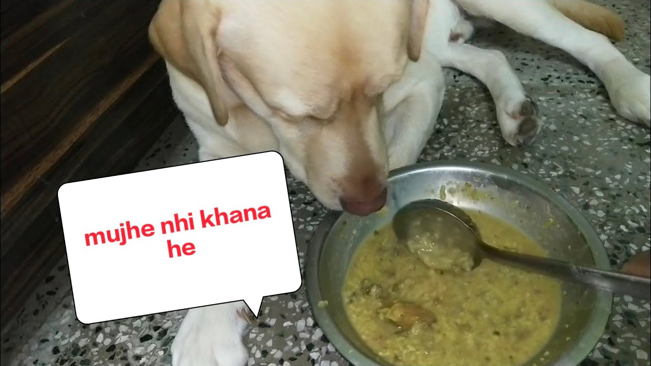 labrador dog is not eating fooddramebaaj dogsimbatherockstar cutedog