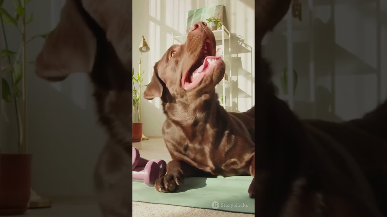 Lick Mat for Dogs and Cats 