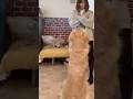 流行りのダンスを踊ってみた♪ゴールデンレトリバー烈#shorts #れつれつ #ゴールデンレトリバー #goldenretriever