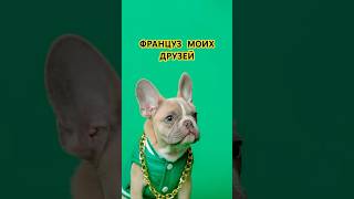 Ваша любимая шапка😃 #собака #doglife #cutedog#doglove #dogandme #shorts #мойдруг #puppy#милота #cut