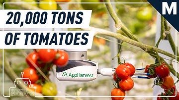 In the World’s Biggest Greenhouse, Robots Are Picking Tomatoes from Towering Vines | Strictly Robots