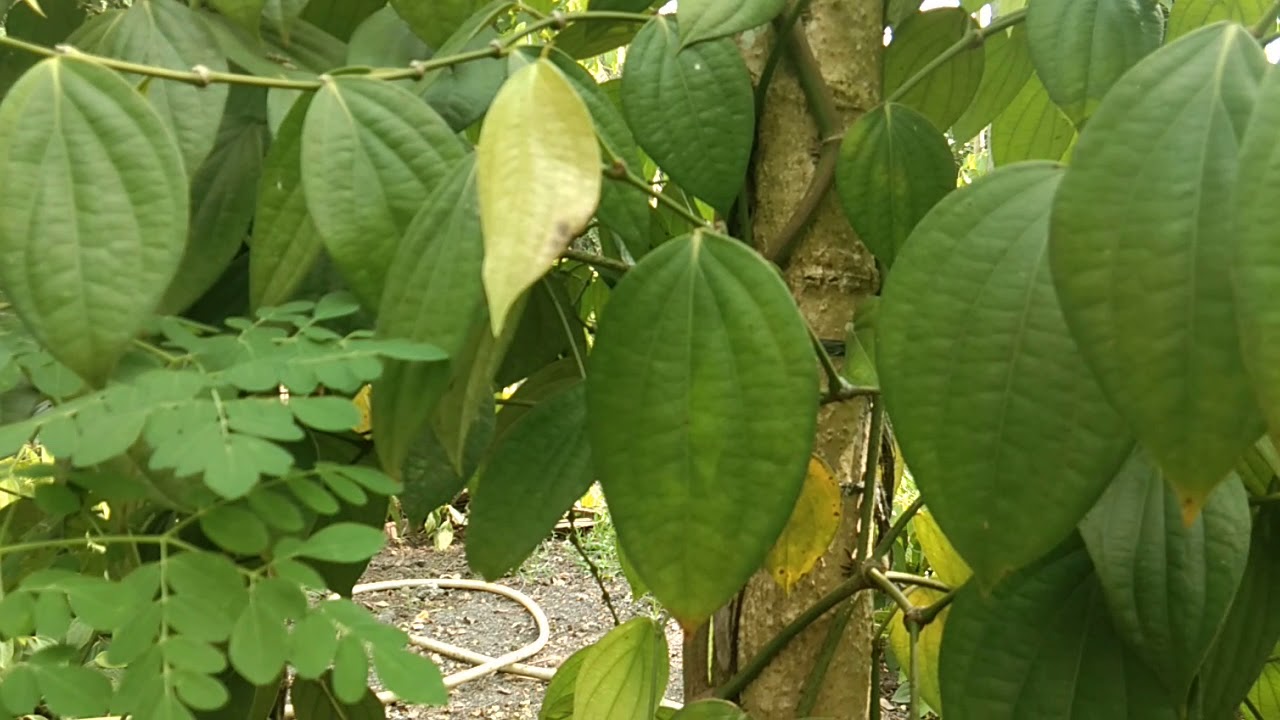 Beberapa jenis tanaman kayu untuk rambatan merica /  lada