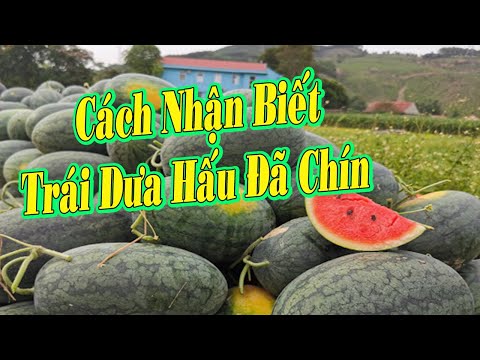 Video: Liệu dưa đỏ có chín sau khi cắt không?