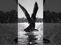 #viral #motivation #youtube #love #dukh #dua #sukh #shorts #youtube #scriber #sea #world #king #fb