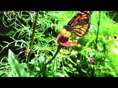 The Monarch Butterfly