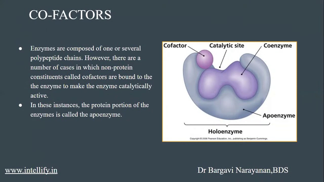 Factors Affecting Enzyme Activity Biomolecules Chapter 9 Class 11 factors-affecting-enzyme-activity-biomolecules-chapter-9-class-11