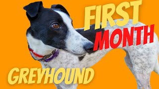 Adopting a second Greyhound First Month Home