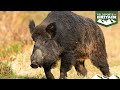 Shooting driven wild boar with the sako 90