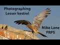 Bird Photography at El Taray in Spain; Part 4 Lesser kestrels.