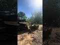 Cleaning up Logs & Stumps