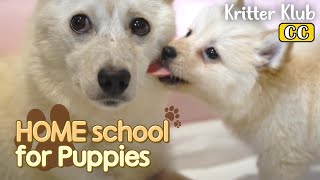 HOME school For Puppies l EP04. Bitters of Doggo Life by Kritter Klub 8,072 views 2 weeks ago 7 minutes, 32 seconds