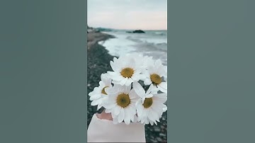 قبل كل شيء الحمد لله - تلاوة خاشعة مؤثرة عطرة - القارئ ماهؤ المعيقلي - تلاوة لسورة أم الكتاب