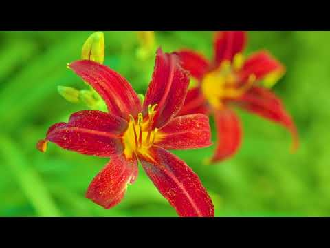 Video: Wachsende Schöne Taglilien. Landung
