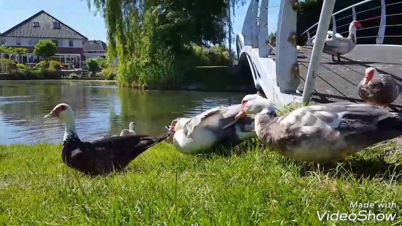 Ducks chilling in the sun YouTube