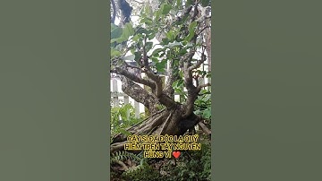 CÂY SI ĐÁ ĐỘC LẠ QUÝ HIẾM TRÊN TÂY NGUYÊN HÙNG VĨ ĐẮK LẮK