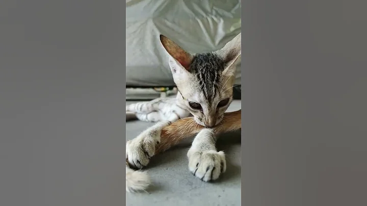 Video 2514371: catlife funnycats adorablecats, funnycats cutekittens, meow catlife, funny cat