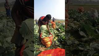 Cabbage Harvest Time at the Local Farm