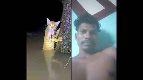 Video 11582271: cute sphynx