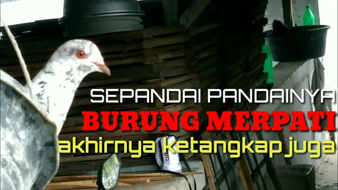 BURUNG MERPATI LUCU PENCURI PAKAN IKAN BAUNG AHIRNYA KETANGKAP, #BURUNG