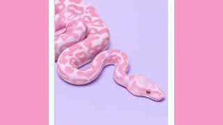 [FREE] Chillout trap type beat – "Pink snake" prod. by LL1urace