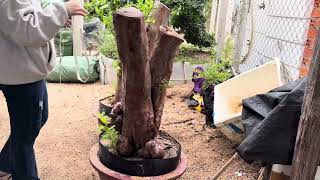 m226..,,gl cây ổi lh0707713796khuongbonsai