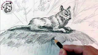 How to draw a wolf with pencil, step by step: How to draw animals - thptnganamst.edu.vn