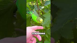 Половое созревание у попугаев #попугаи #попугай #волнистыйпопугайчик #budgies #животные #попугайчики