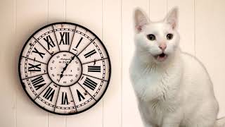 Cats singing Hickory Dickory Dock