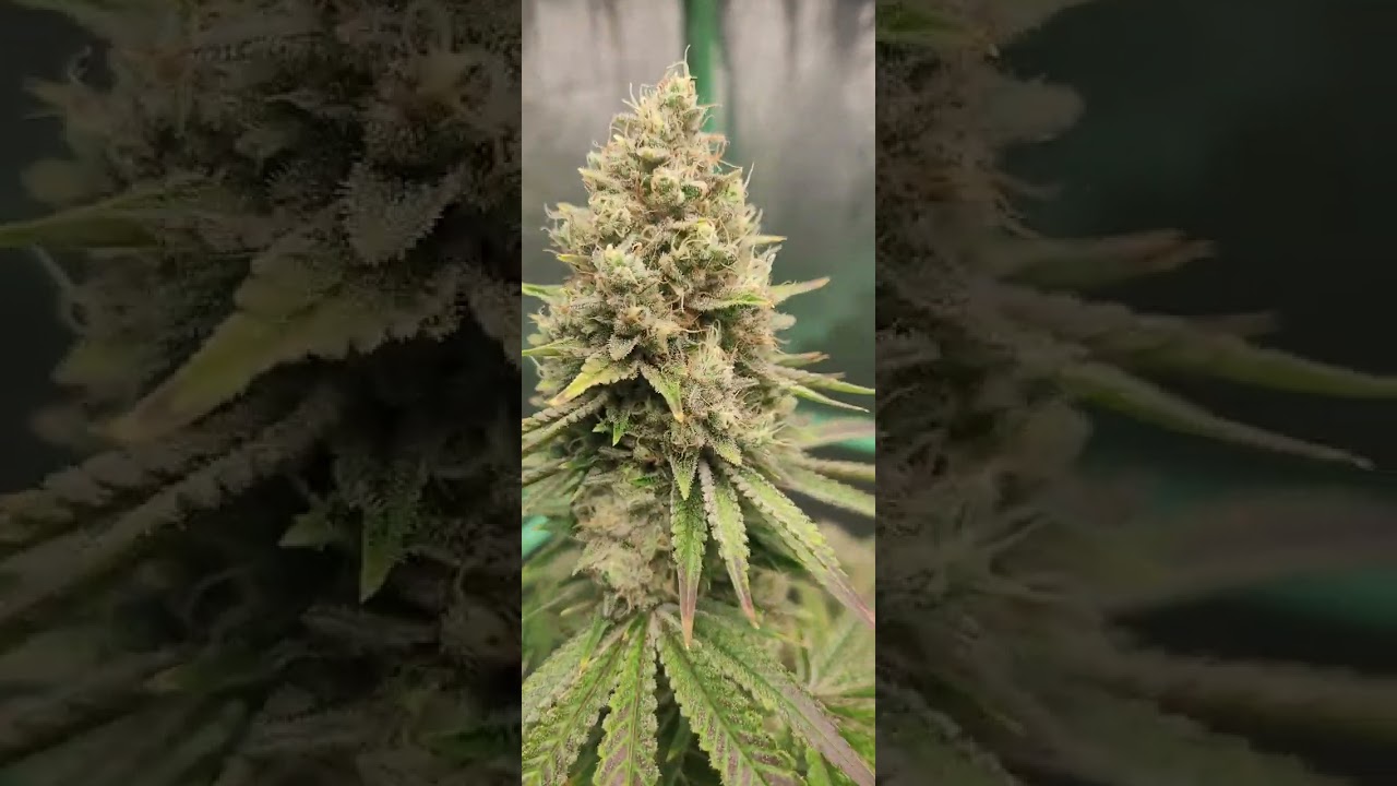 Ethos Grape Balls of fire week 8 Ethos White Wedding week 8 flower