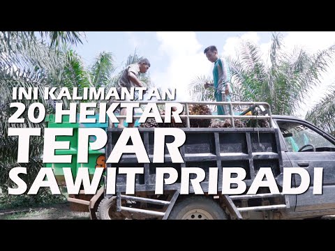 Video: Berapakah panjang 20 hektar?