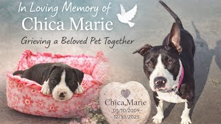 Saying Goodbye to My Senior Dog Chica 🤍 Grieving the Loss of a Best Friend
