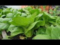 Small raised bed but abundant harvest of bok choy growing from seed