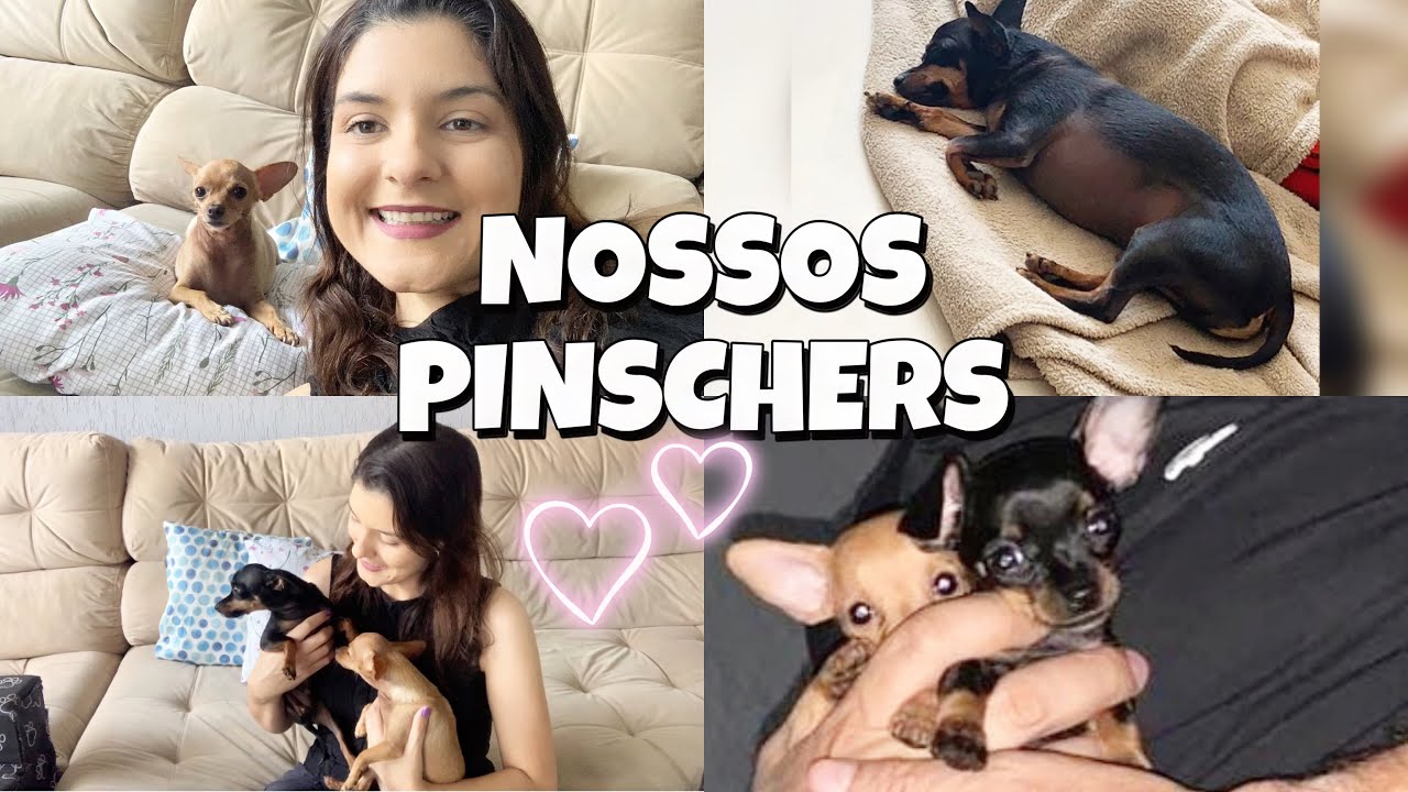 COMO ESTÃO NOSSOS PINSCHERS (2023) TUDO SOBRE ELES!! #pinscher #cachorro #viviazevedo