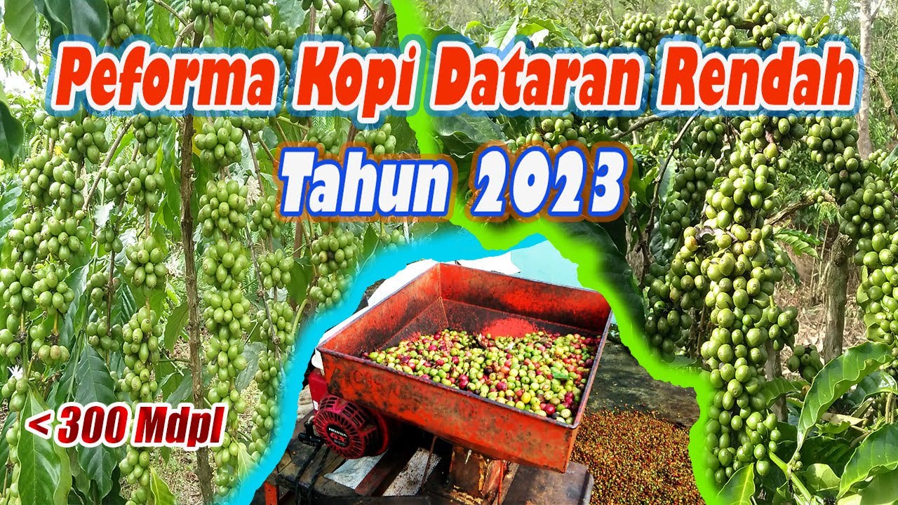 Peforma Kopi Robusta Dataran Rendah Tahun 2023