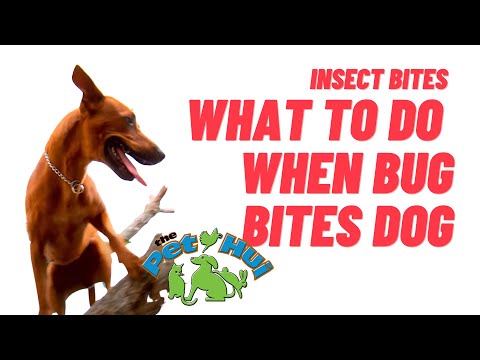 What happens when your dog gets bitten by an insect?