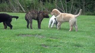 Hovawart-Welpe, 11 Wochen alt, in einer gemischten Hundespielgruppe by Hovawarte vom Düringer Moor 6,318 views 3 years ago 4 minutes, 50 seconds