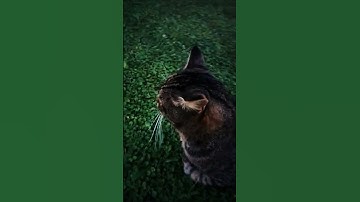 Lazy Cat #shorts  #cat #catvideo #cats