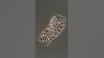 microscopy video - hypotrich