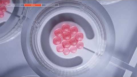 2025 Cellames Promotional Video