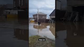 Спасение собак и кошек в затопленном городе