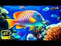 Underwater world 4k ultra  discover the beauty of coral reef fish  relaxing sounds