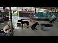 Do you know where these disabled dogs came from? - EleFlix