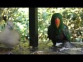 Funny Eclectus Parrot talks and Laughs with a Dove