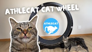 Chip Tries The Athlecat Cat Wheel!  Unboxing, Review & Testing!
