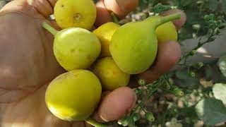 قطف التين  الجبلي  (البحراني )   تصوير ماجدالعلي