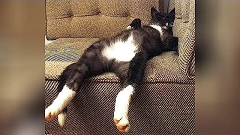 Video 1713971: compilation best animals, kitten, cat