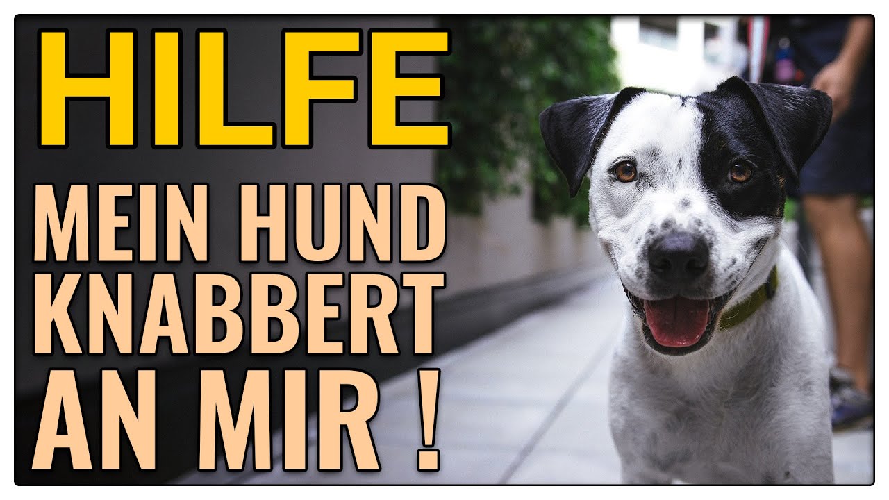 Warum knabbert mein Hund mich an? - TGH 349 - YouTube